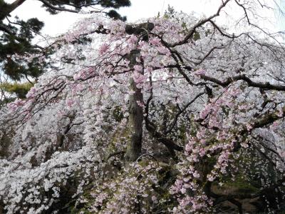 ２０１７年　４月３日　京都　その５　京都御苑で糸桜や梅の花を見る。