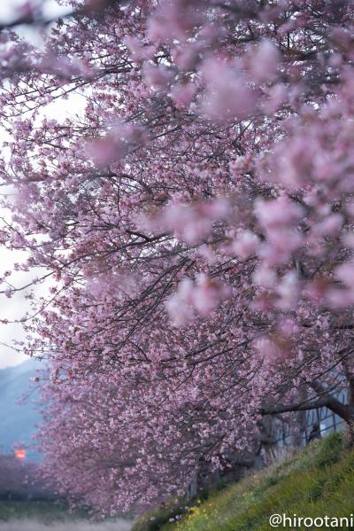 河津さくら・稲取温泉の雛のつるし飾り・河津七滝