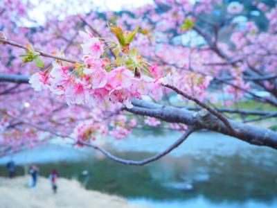 河津桜祭り2018