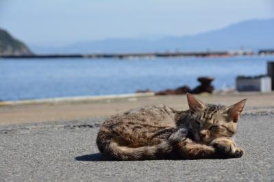 福岡の猫島『相島』で癒されまくる