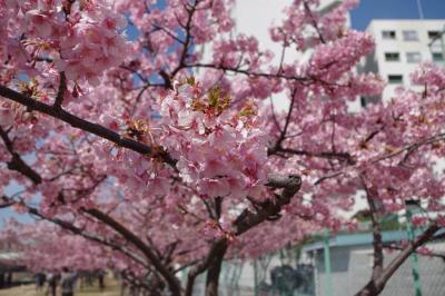 川の上に駅のホームがある、東大島駅から河津桜を見に行ってきた。