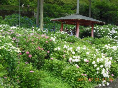 宇治三室戸寺・平等院　大阪/四天王寺