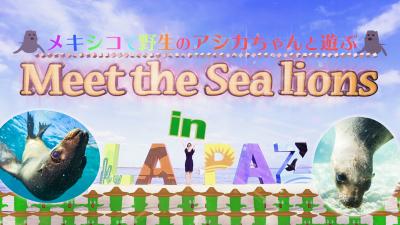 メキシコ ラパスに行ってきた