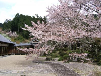 近場の薄墨桜　花見