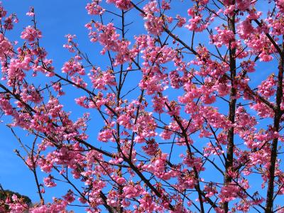 満開の河津桜のお花見と熱海梅園に行ってきました