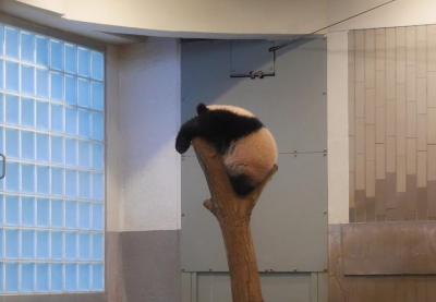 2018年冬!:香香香♪香香香♪香香香香香香香♪シャンシャン!に会いに行く!やっと会えたね!シャンシャン!?ZZZ･･･(家族3人で)