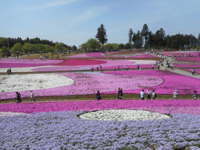 羊山公園『芝桜の丘』と、秩父鉄道SL『パレオエクスプレス』乗車