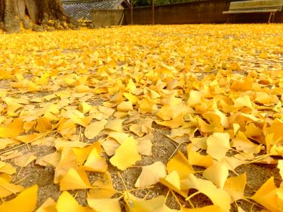黄色い絨毯　紀州加茂神社