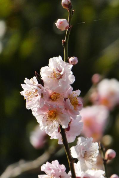 なんて読む？金熊寺梅林　IN　泉南