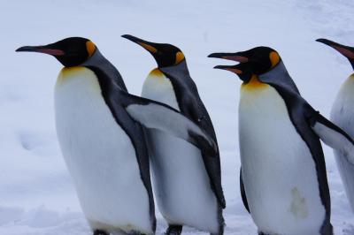 冬季限定☆旭山動物園のペンギン散歩の後は、フラノ寶亭留でもぐもぐタイム