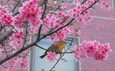 東京で琉球寒緋桜
