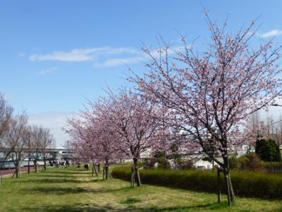 汐入公園の寒桜