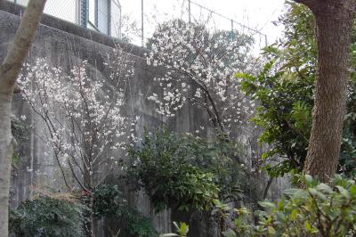 満開の早咲きの桜