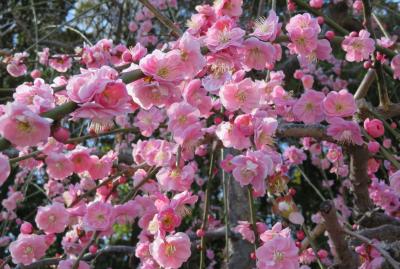 2018春、静岡西部の梅名所(10/10)：龍尾神社(4)：枝垂れ梅、思いのまま、立金花