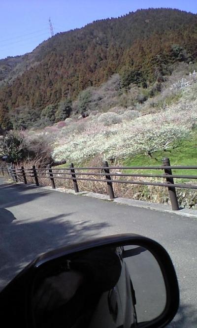 ★今年も行って来ました、梅の花見・・・のチョイ旅。