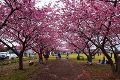 2018 地元にも河津桜が咲いてた 西志津河津桜まつり