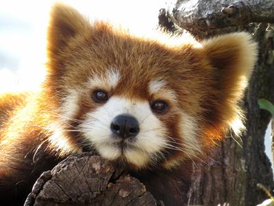 春のレッサーパンダ紀行【１】 南紀白浜アドベンチャーワールド　手術から無事に展示復帰した后ちゃんに会いに行く・・・も、会えなかったので、后ちゃんを救ってくれたメディカルセンターをご紹介