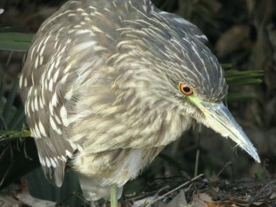 Japan　小平グリーンロード　野火止用水の花鳥風月　アオサギの親をさがして　～ミツバチばあやの冒険～