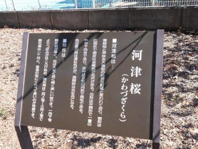 河津桜　　ＩＮ　わかくさ公園