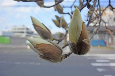 散歩 2017.03.11 =いつもと違うコースを歩きました・河津桜とモクレンが綺麗でした=