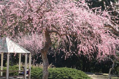 早春の花巡り　豊田市平芝公園の梅がやっと見頃に♪
