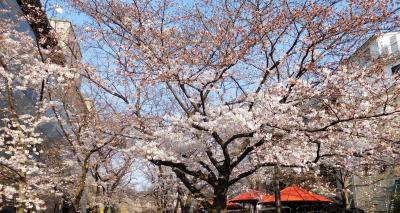 2017年京都　４月４日　その４　定期観光バスで南禅寺拝観。その後は平安神宮、白川散歩