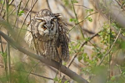 野鳥観察vol.9 大阪・淀川にも待望のトラフズク現る！