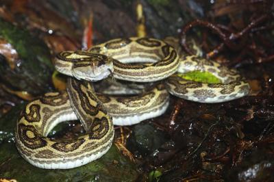 奄美大島0泊2日(3回目) vol.2 野生のハブにも遭遇！アマミイシカワガエルの繁殖期に充実のナイトツアーを楽しむ！