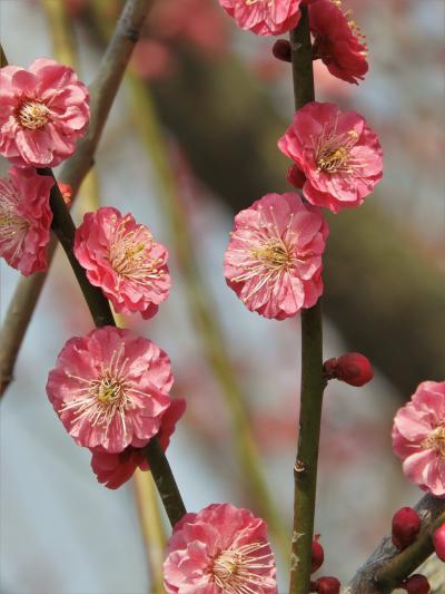 たつの梅巡り　その２　世界の梅公園