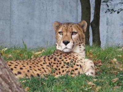 ユキヒョウの赤ちゃん　【多摩動物公園　2017/11/02】