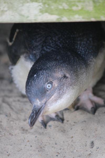 レンタカーで巡る年末年始のニュージーランド・２週間の旅〈７〉　～ダニーデン・町歩き＆オタゴ半島でブルーペンギンなど野生動物に出会う♪～