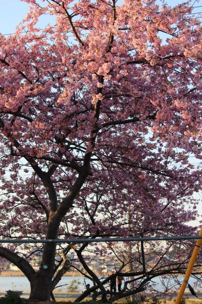 道の駅沼南の河津桜見頃です！あけぼの山農業公園の梅も見頃ですよ！