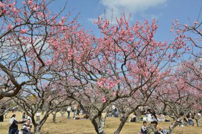 岡崎南公園＆岩津天神で梅を楽しむ