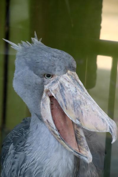 河津桜に迎えられた千葉市動物公園（後編）動物科学館は逃したけど、屋外のハシビロコウや、子ども動物園のコンゴウインコやニホンキジ・インドコクジャクなどの鳥類にも注目できたその他の動物たち