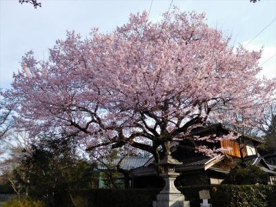 ２０１７年京都　４月５日　その１　早朝に哲学の道を散歩　空に虹がかかっていました。法然院へ。