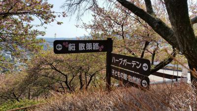 葉桜・菜の花・紅白蝋梅：晴天下のコラボ！
