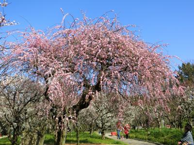 大阪万博記念公園・自然文化園 「梅林」の「紅梅＆白梅枝垂れ」を見て、気分爽快！！！。（2018）