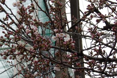 下平間小の桜が開花しつつあります