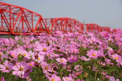 台湾中部（雲林、集集線、内湾線）鉄道旅①（高雄～嘉義～斗六～西螺）