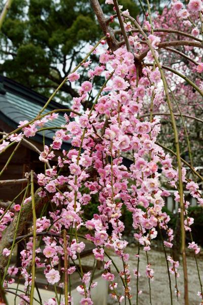 綱敷天満宮の梅2018