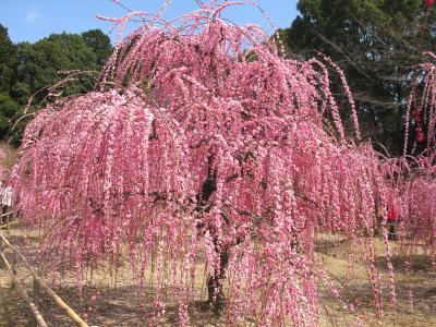 菅原神社 見事な枝垂れ梅です。