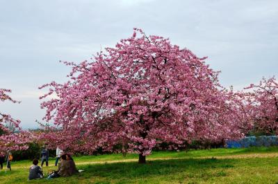 再び豊前の河津桜2018