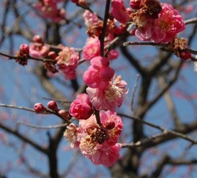 梅祭り　　ＩＮ　　吉野梅郷