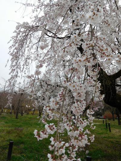 ２０１７年京都　４月５日　その５　府立植物園の桜林や桜品種見本園で桜を楽しむ