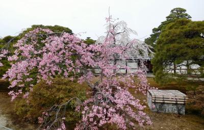 ２０１７年京都　４月５日　その７　京都御所見学と桜