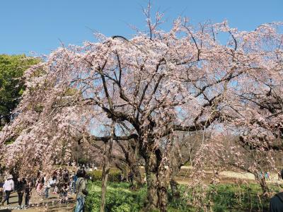 新宿御苑のお花見：ソメイヨシノが咲く前にも桜の花が楽しめます