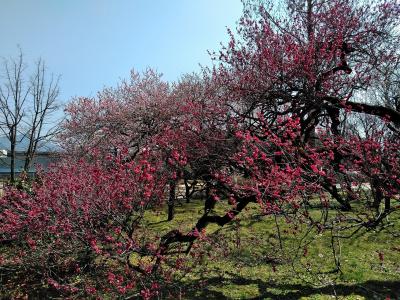 3月中旬の京都の旅（５）ー京都府立植物園の梅林ー