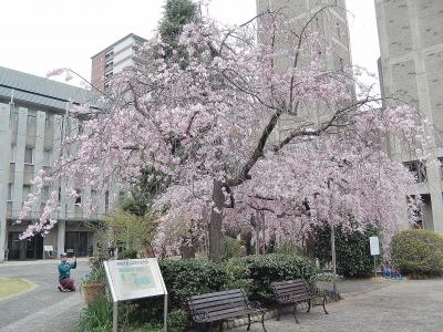 サクラ満開　春爛漫の山陽路　その1　広島市