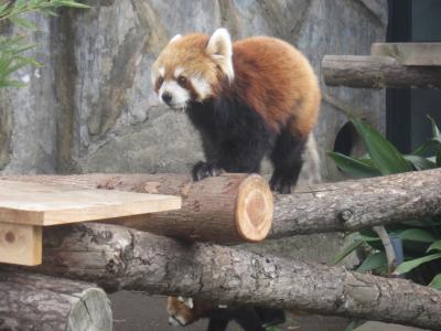 横浜に行ってきました！ 野毛山動物園 原鉄道模型博物館 みうら湯