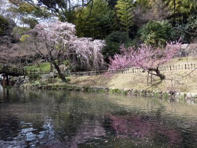 浜名湖ガーデンパークと浜松城公園の開花状況　３月１７・１８日
